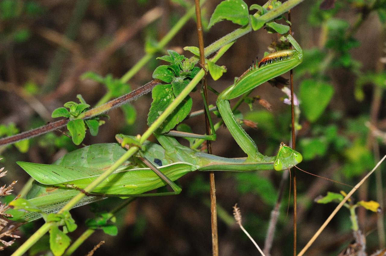 Mantis religiosa